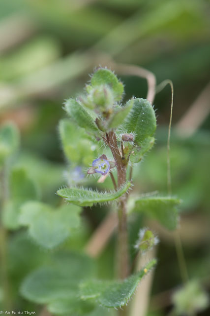 Photographie Plante