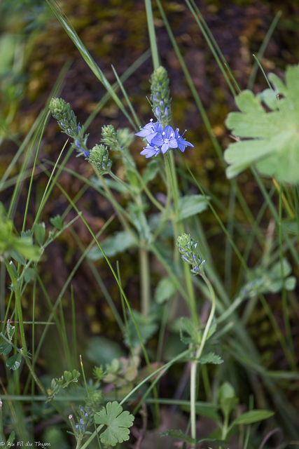 Photographie Plante