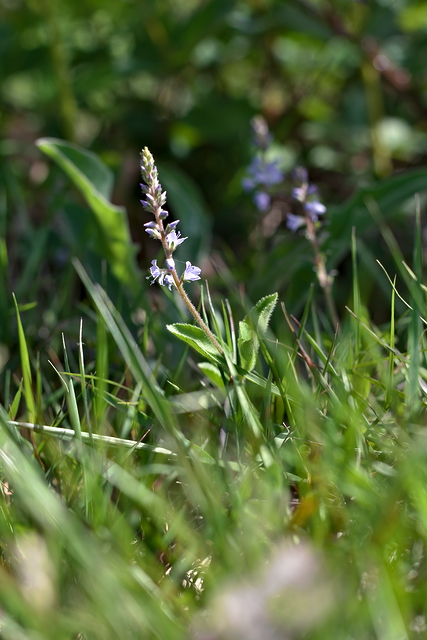 Photographie Plante
