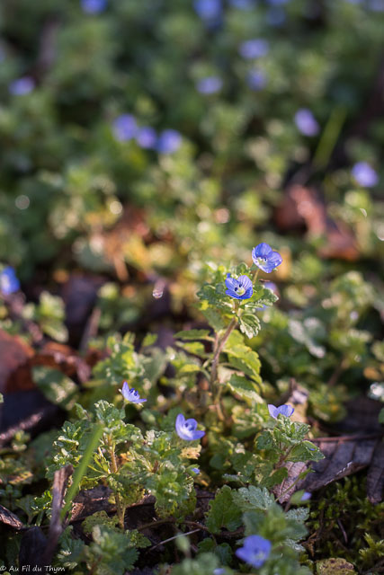 Photographie Plante