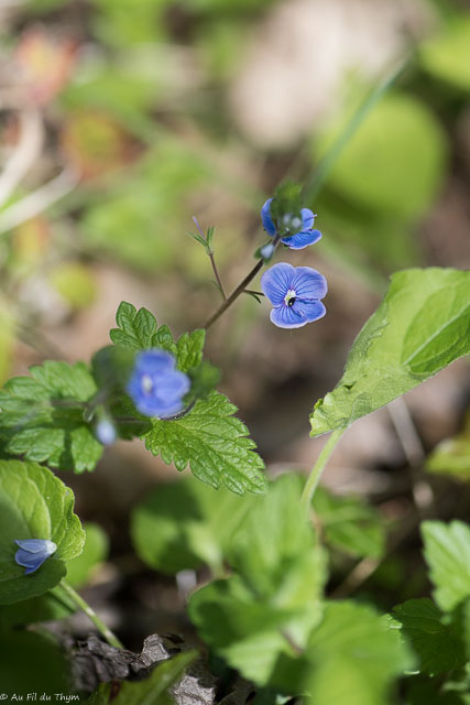 Photographie Plante