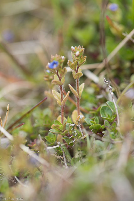Photographie Plante