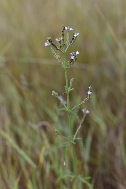 Photographie Plante