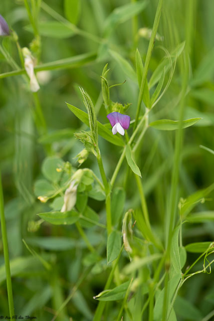 Photographie Plante