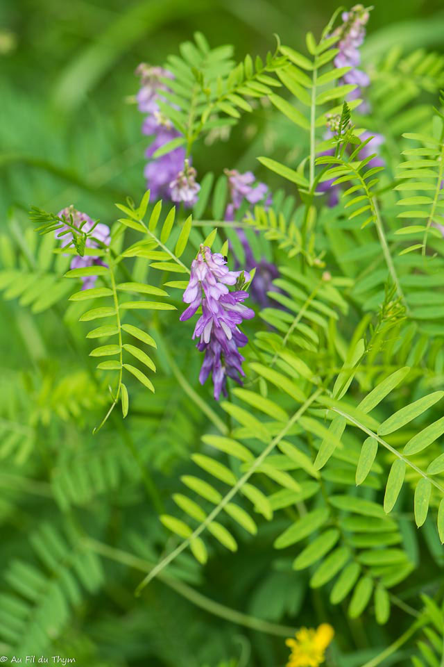 Photographie Plante