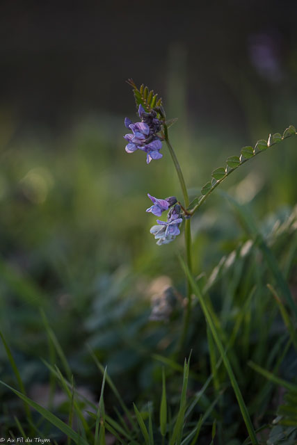 Photographie Plante