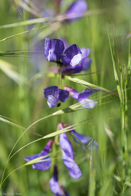 Photographie Plante