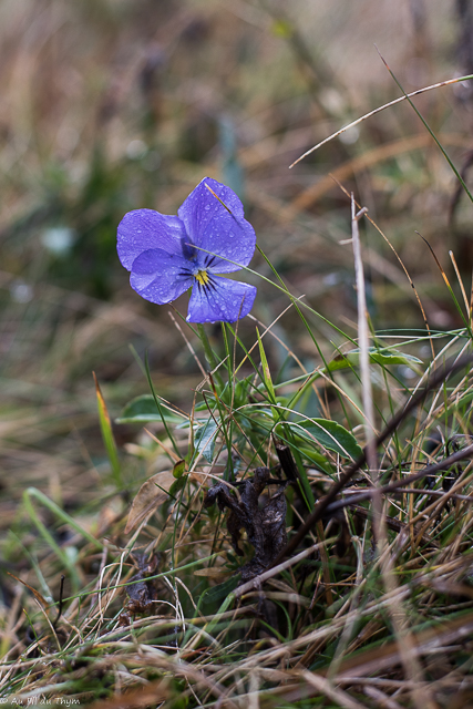 Photographie Plante