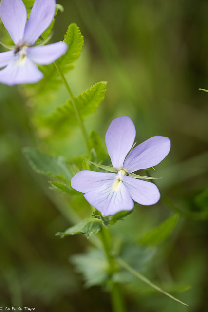 Photographie Plante