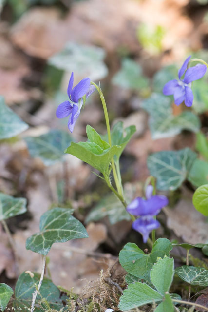 Photographie Plante