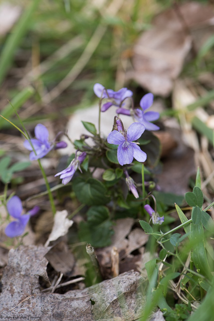 Photographie Plante