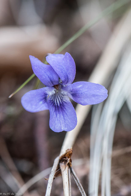 Photographie Plante