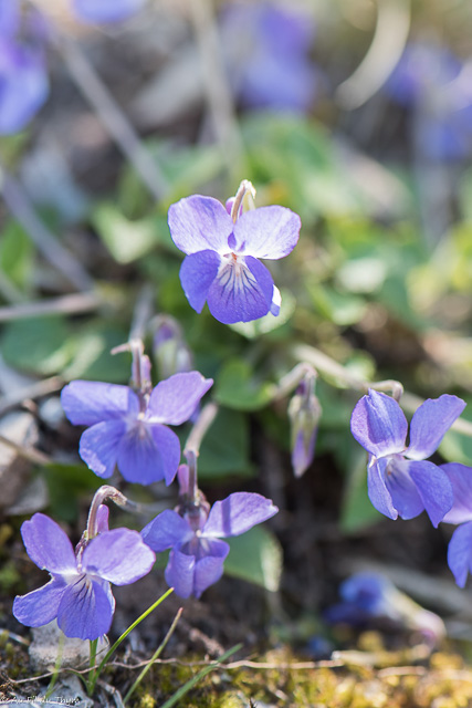 Photographie Plante