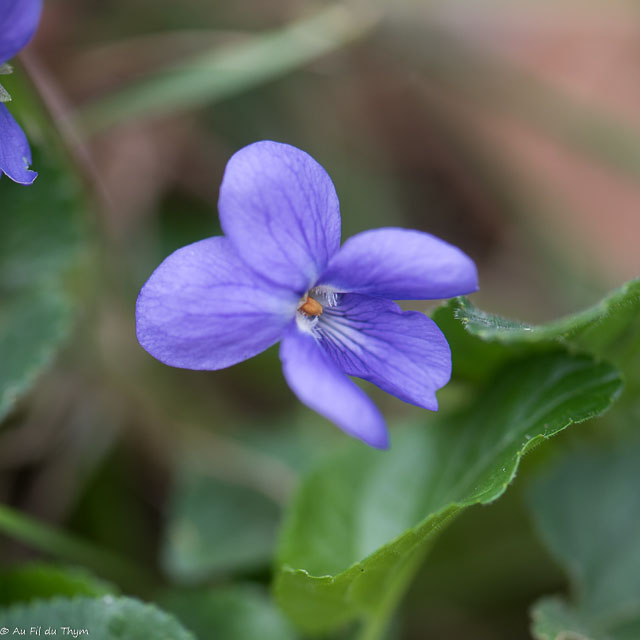 Photographie Plante