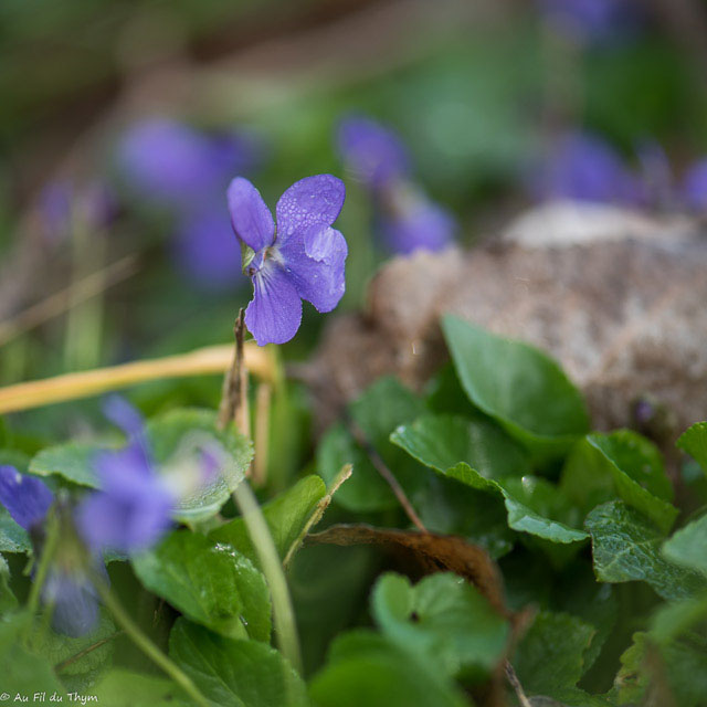 Photographie Plante