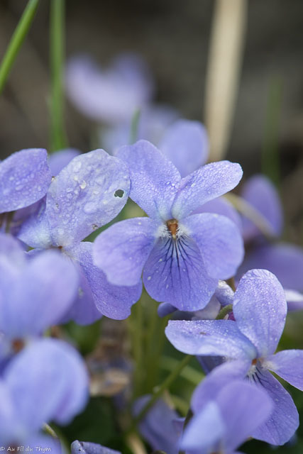 Photographie Plante