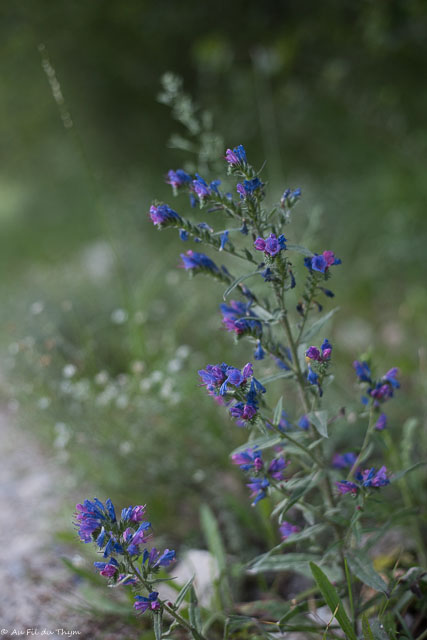 Photographie Plante