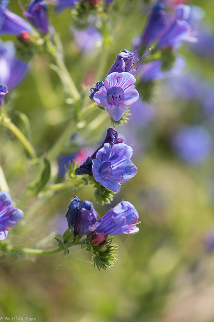 Photographie Plante