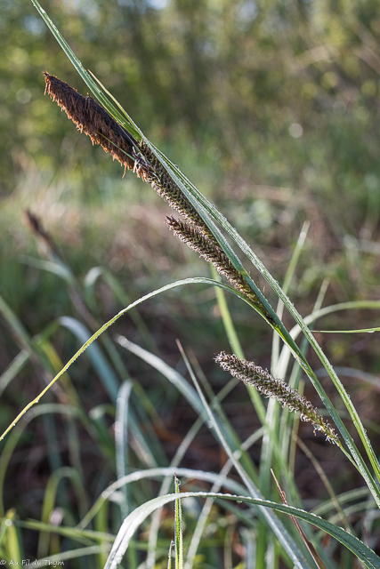 Photographie Plante