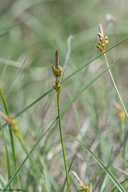 Photographie Plante
