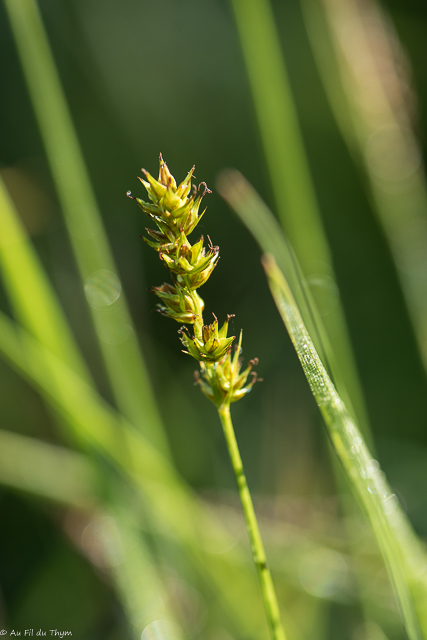 Photographie Plante