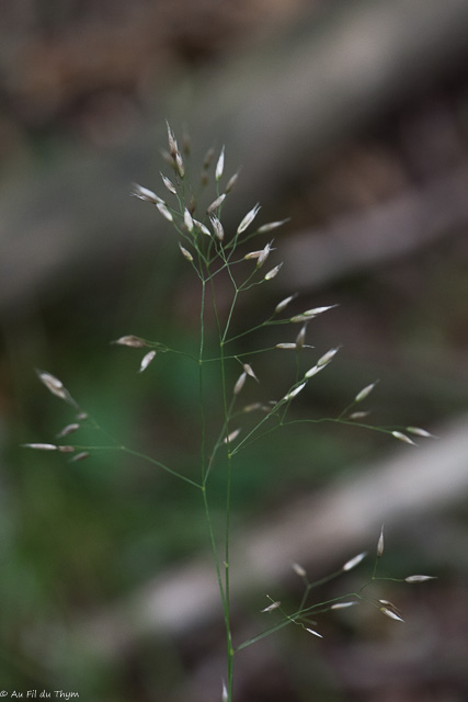 Photographie Plante
