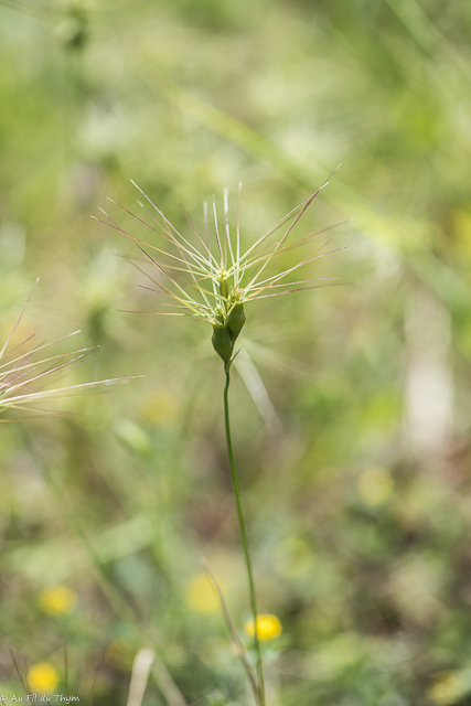 Photographie Plante