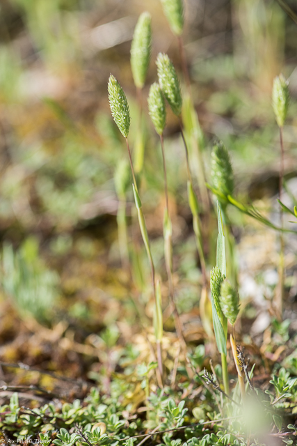 Photographie Plante
