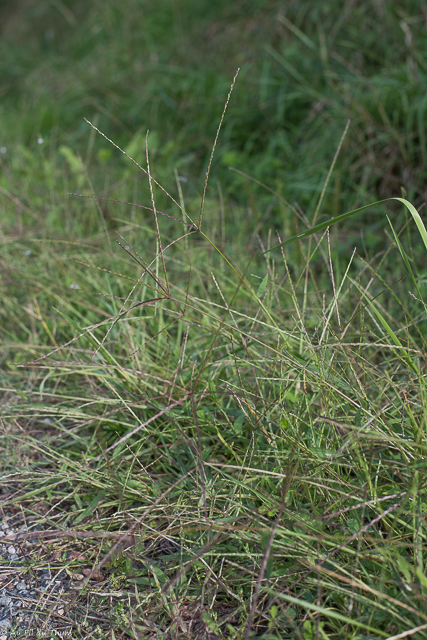 Photographie Plante