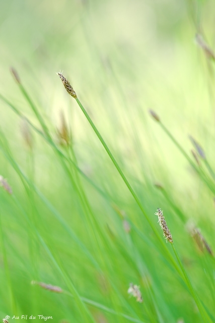 Photographie Plante