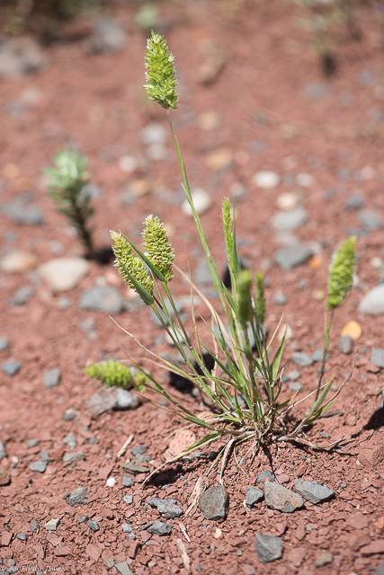 Photographie Plante