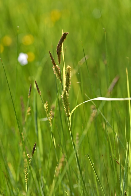 Photographie Plante