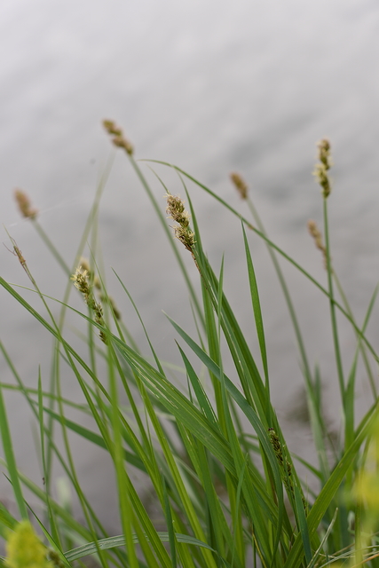Photographie Plante