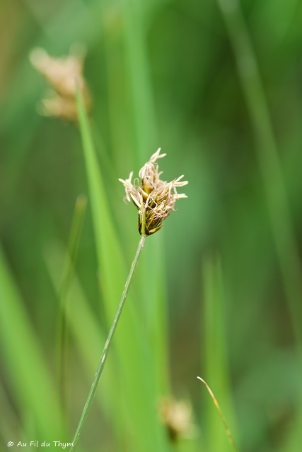 Photographie Plante