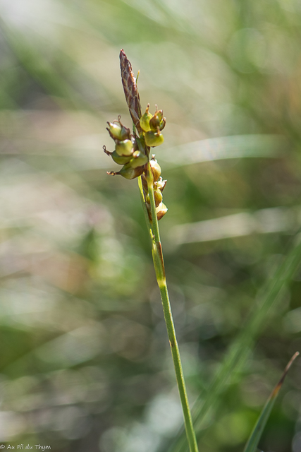 Photographie Plante