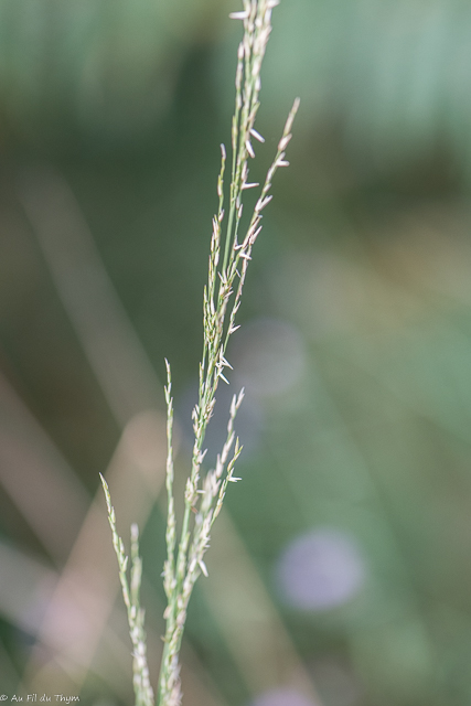 Photographie Plante