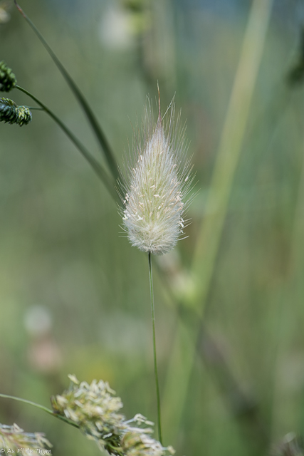 Photographie Plante