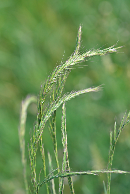 Photographie Plante