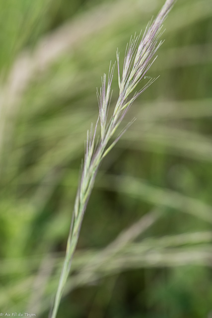 Photographie Plante
