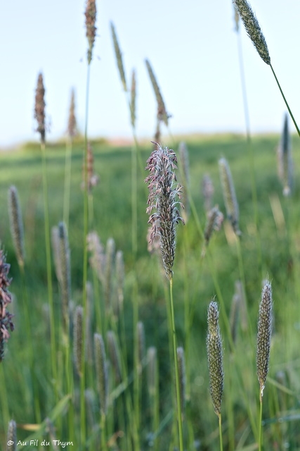 Photographie Plante
