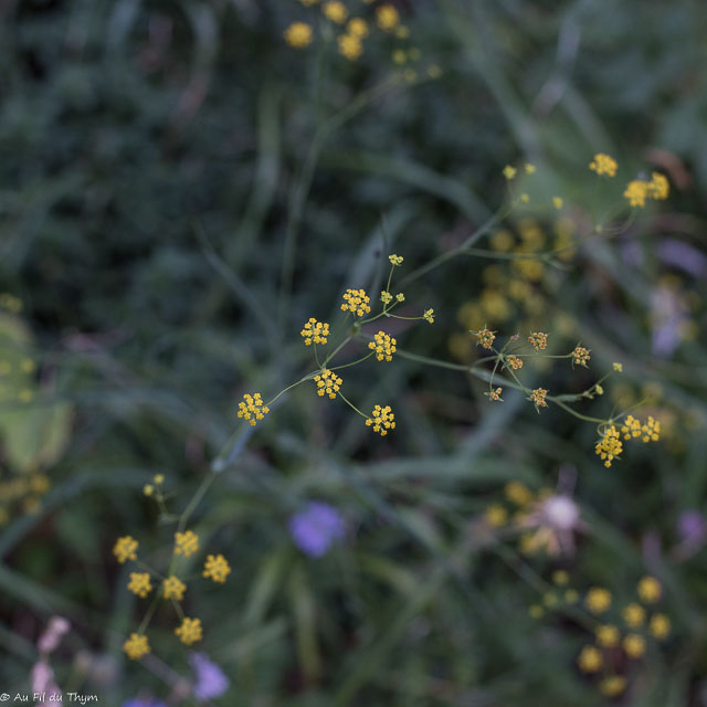 Photographie Plante