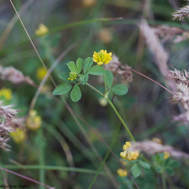 Photographie Plante