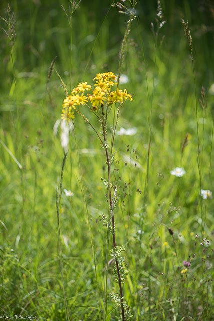 Photographie Plante