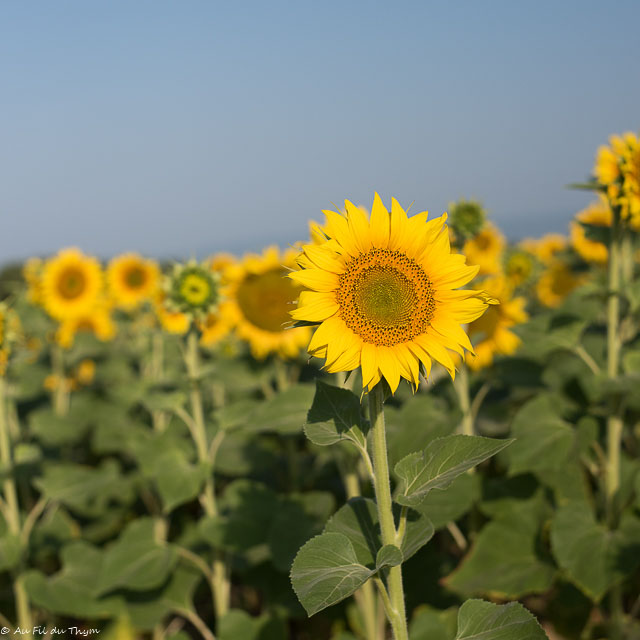 Photographie Plante