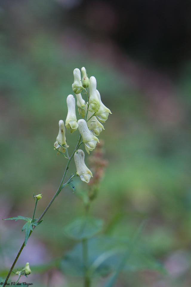 Photographie Plante