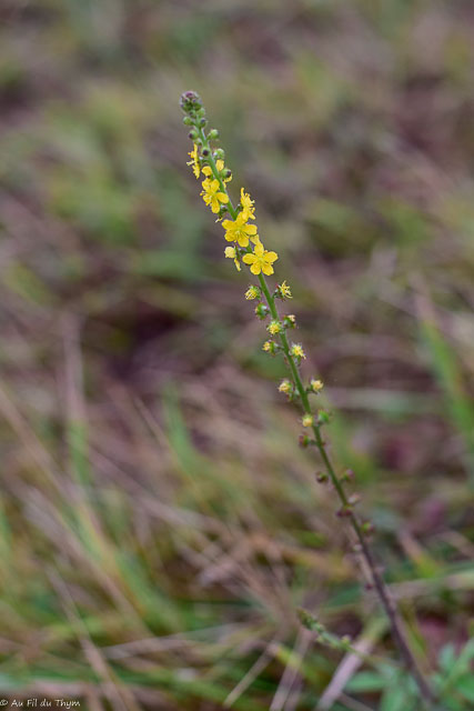 Photographie Plante