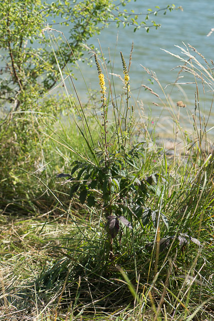 Photographie Plante