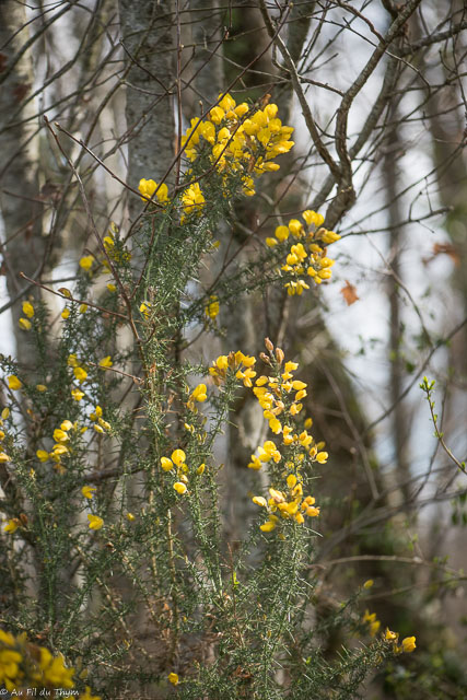 Photographie Plante