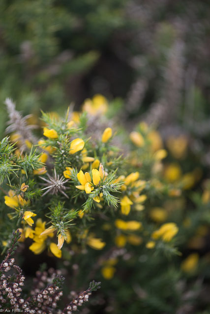 Photographie Plante