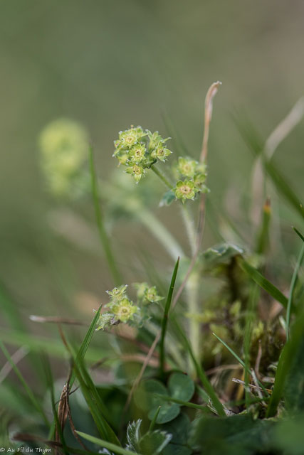Photographie Plante